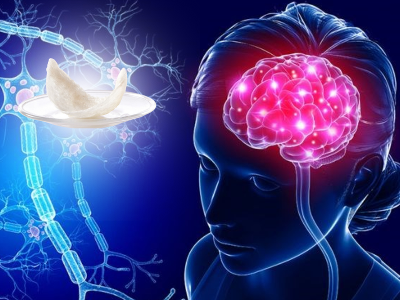 燕窝中的营养成分对神经系统有益