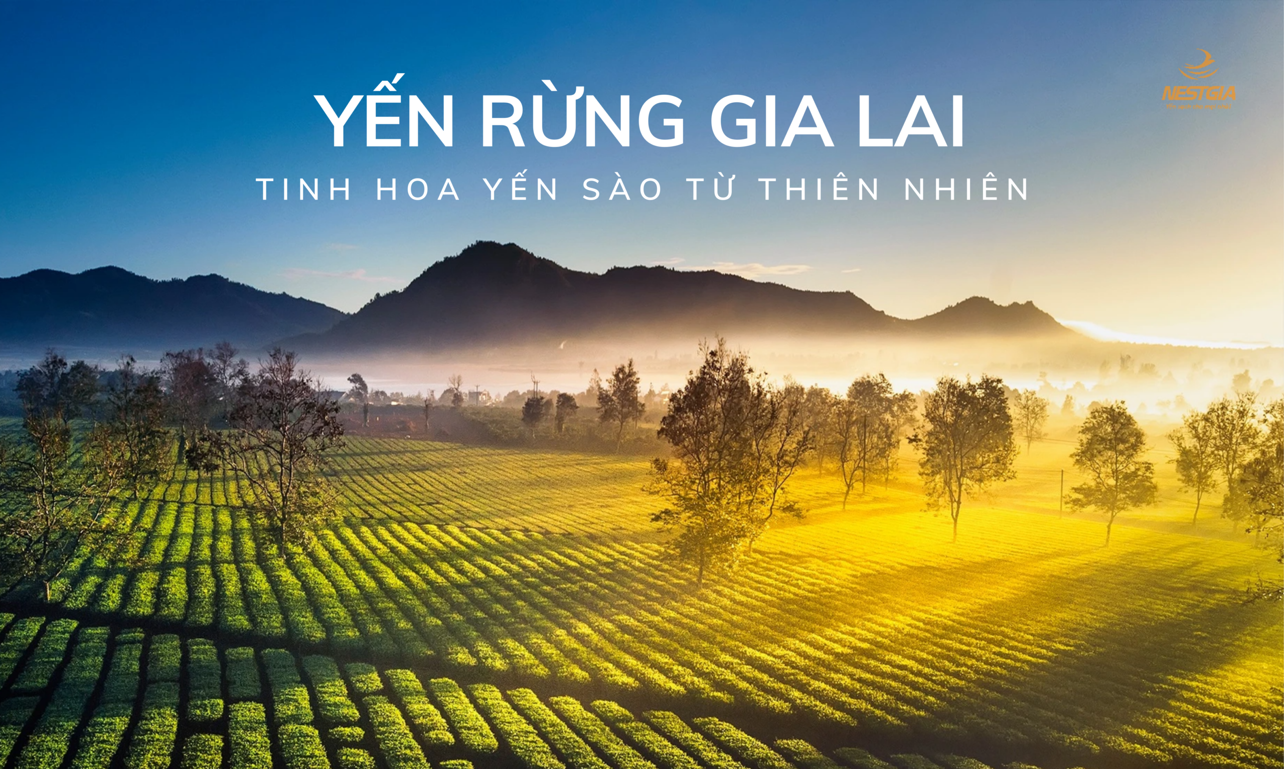 Nguồn tổ yến chọn lọc từ Gia Lai