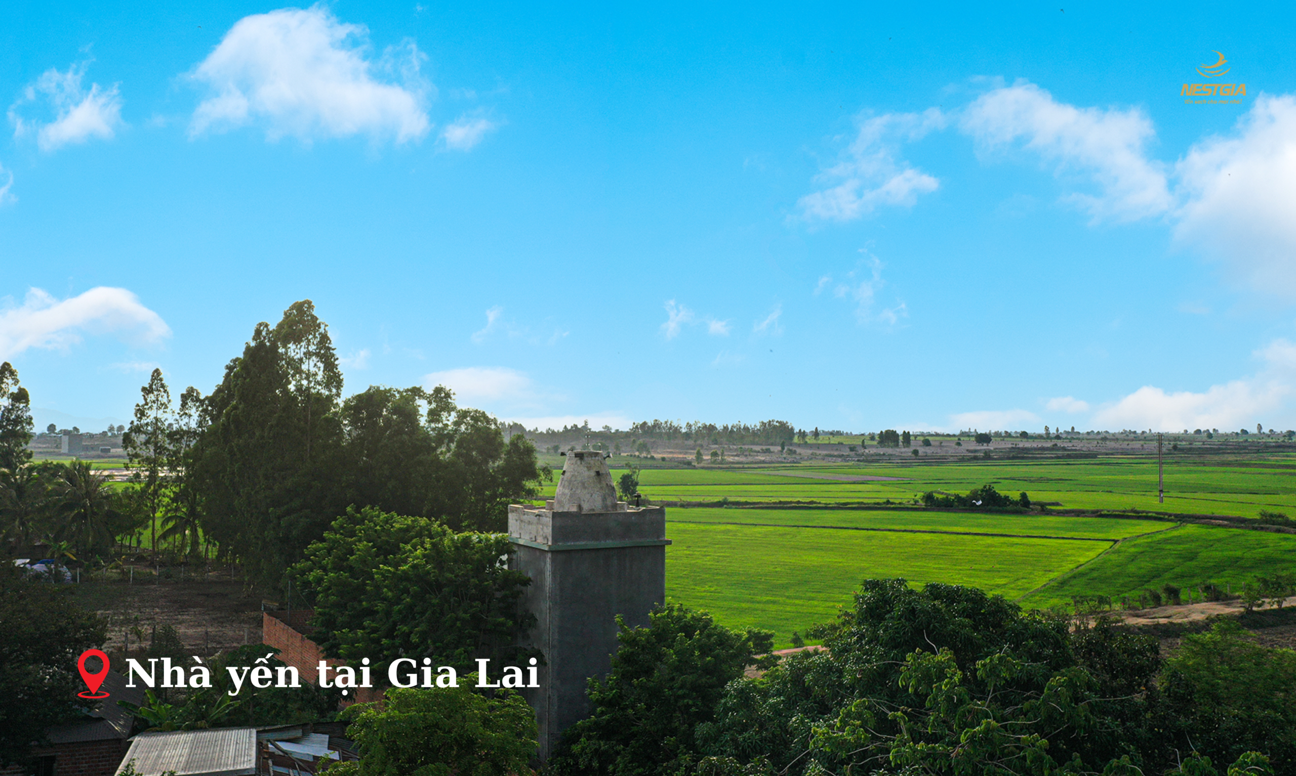 Nguồn tổ yến chọn lọc từ Gia Lai